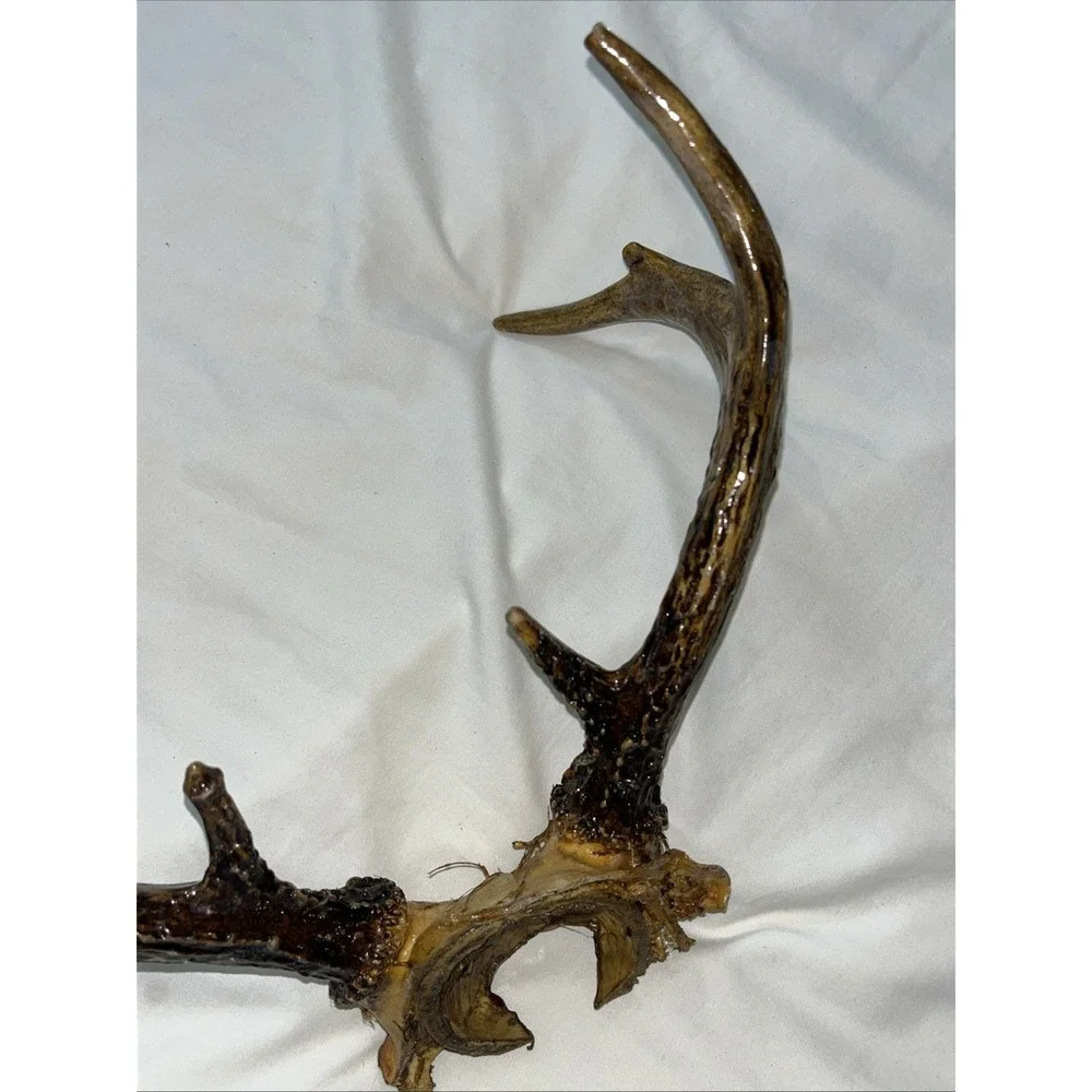 Genuine Deer Antlers Small 7 point Man Cave Decor Antler Polished‎ Hunters Skull